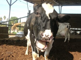 cow