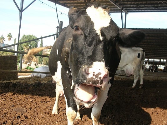 cow