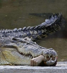 croc.jpg