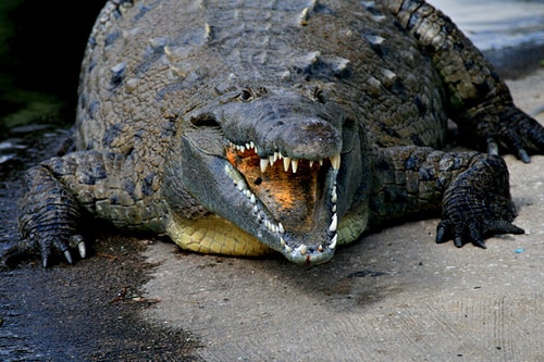 crocodile