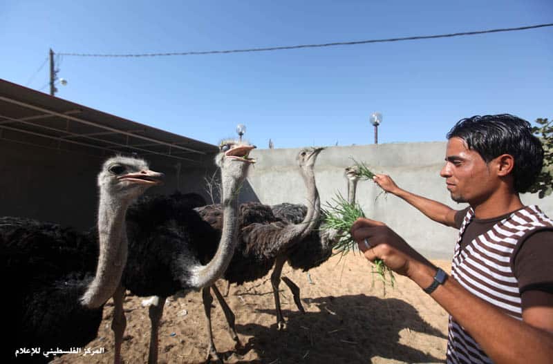 More mutated animal, that Palestinians have to feed what little food they have.