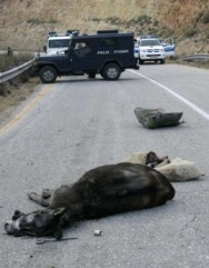 donkey-dead.jpg