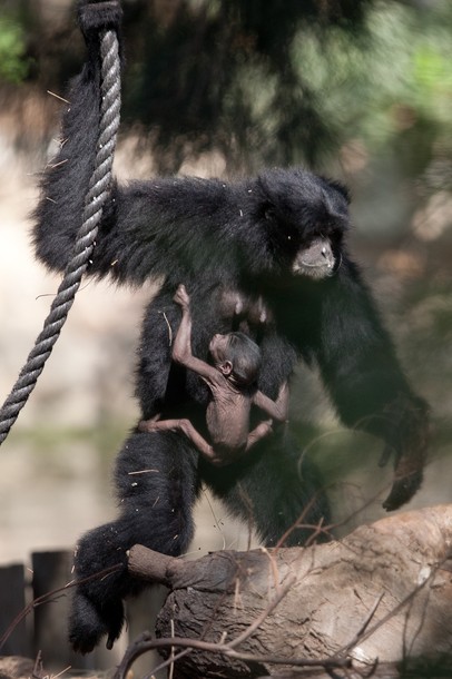 Siamang Gibbon