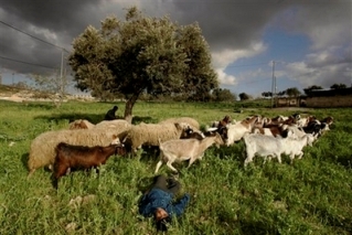 herder.jpg