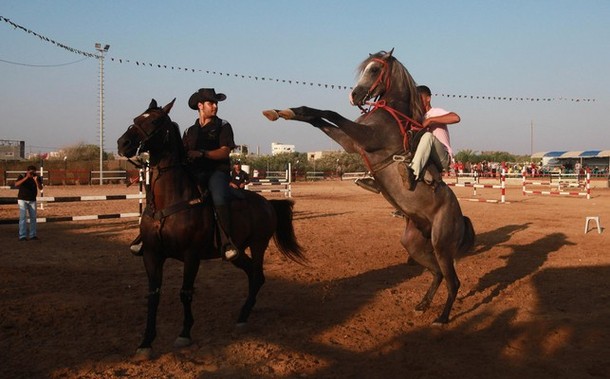 Gaza horse