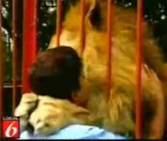 lion kiss