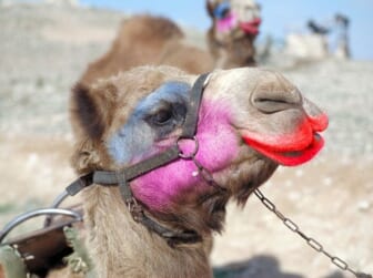 miss camel