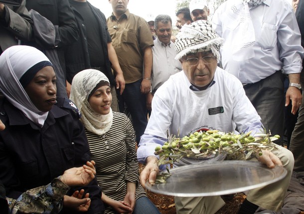 Fayyad olive pick Fayyad olive pick