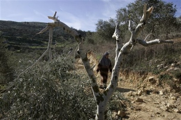 palestinian woman olive tree - AP