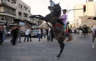 Gaza horse