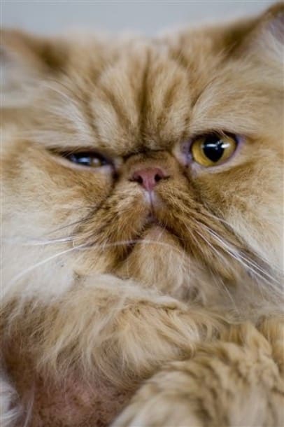 persian cat Israel persian cat Israel