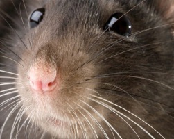 rat