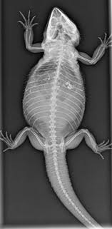 reptile