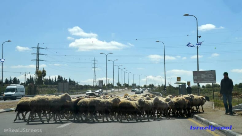 sheep crossing the road