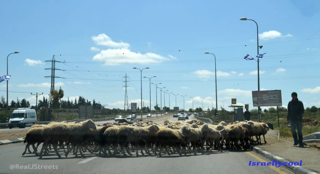 sheep crossing the road