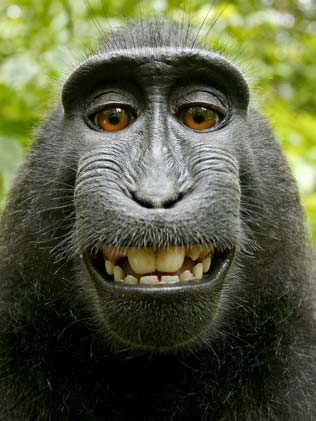 smiling monkey