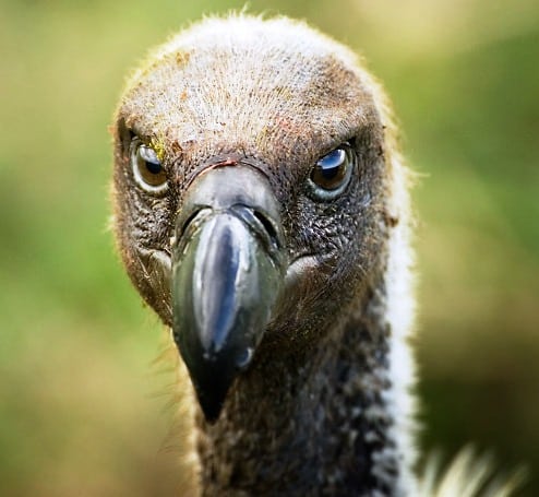 vulture